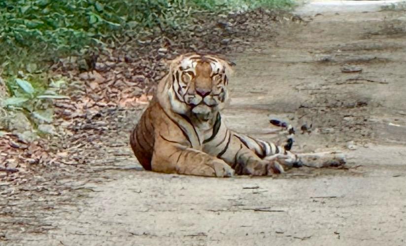 पीलीभीत टाइगर रिजर्व: महोव रेंज के गेट नंबर 1 पर रोजाना दिख रहा बाघ, पर्यटकों की भीड़ बढ़ी; बदहाल सड़क बनी बड़ी बाधा 1 IMG 20250511 WA00901